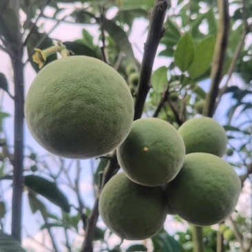 化州橘红