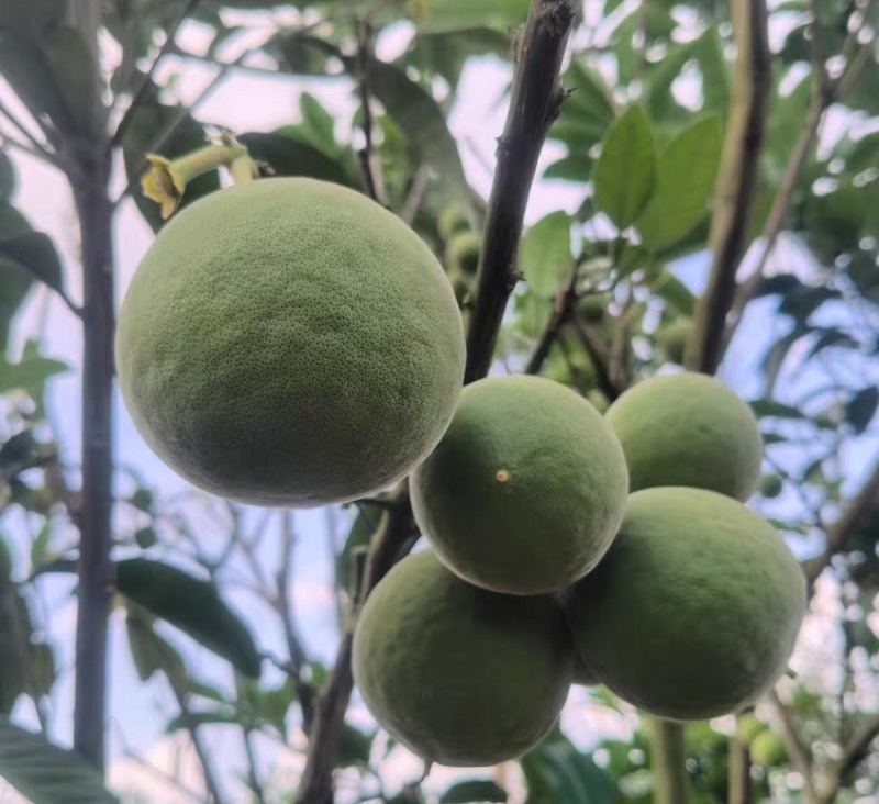 化州橘红
