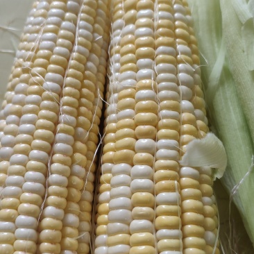 2026年甜糯玉米上市了，软糯香甜，欢迎全国老板联系