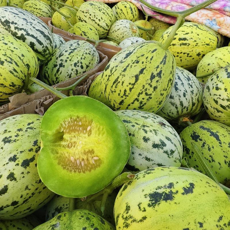 花美人花蜜人吉糖金兰大棚吊秧头茬口感脆甜货量充足价格稳定