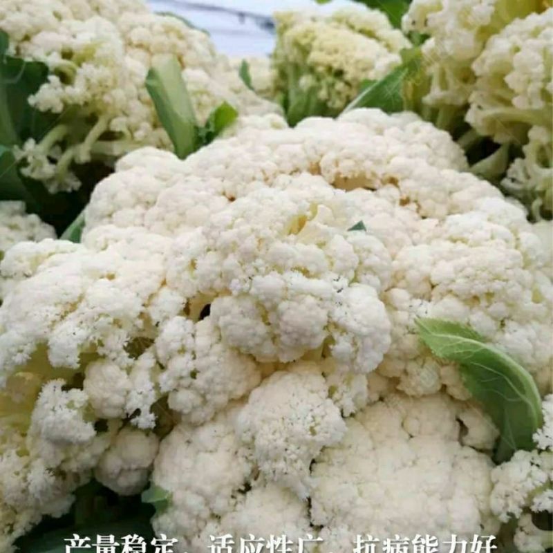 松花菜新籽种子白色散花青梗花椰菜高产耐寒耐湿易种花菜蔬菜