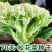 松花菜新籽种子白色散花青梗花椰菜高产耐寒耐湿易种花菜蔬菜
