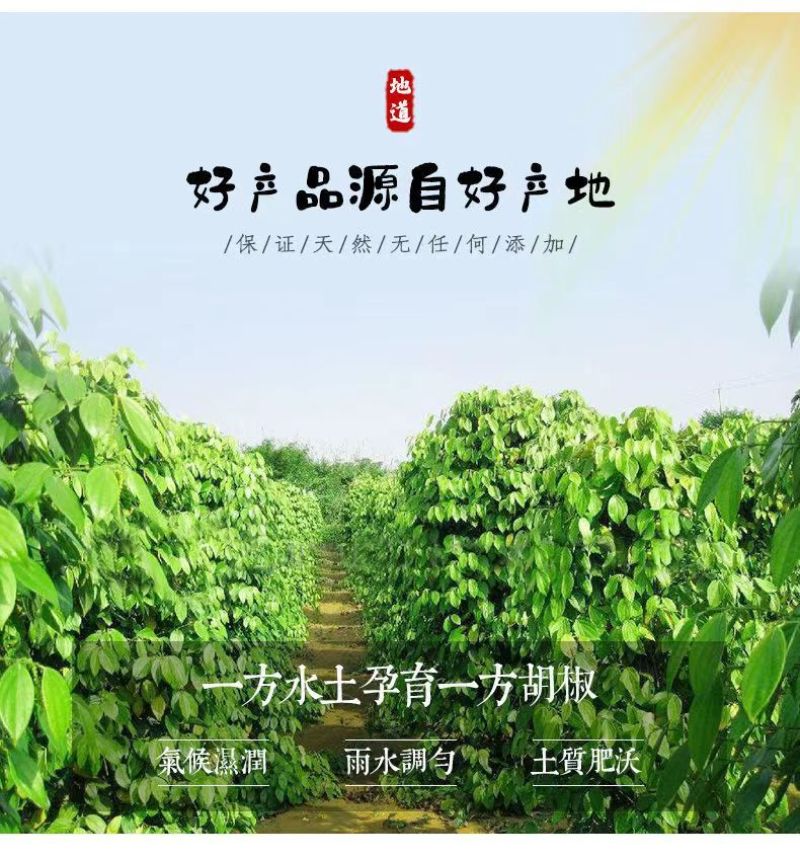 椒老伯海南黑白胡椒粒组合带研磨器正宗现磨特纯正胡椒粉家用