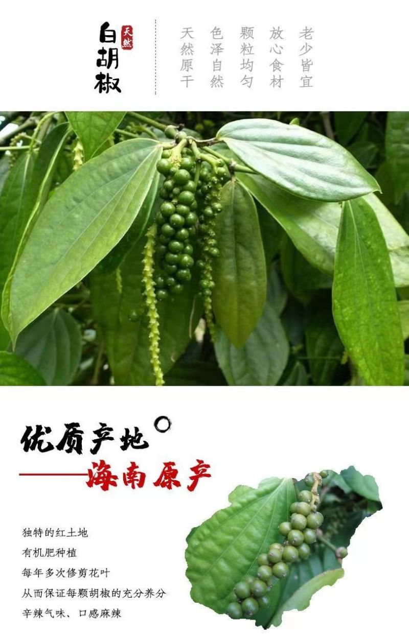椒老伯海南黑白胡椒粒组合带研磨器正宗现磨特纯正胡椒粉家用