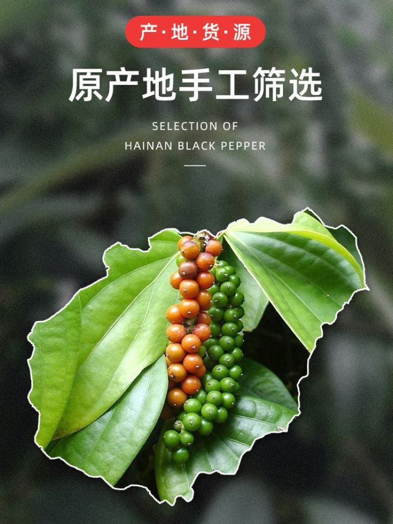 椒老伯海南黑白胡椒粒组合带研磨器正宗现磨特纯正胡椒粉家用