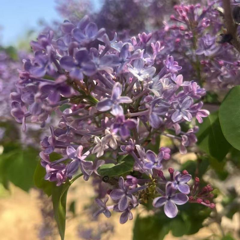 江苏丁香花规格齐全有高杆有丛生基地直发粗5-12公分