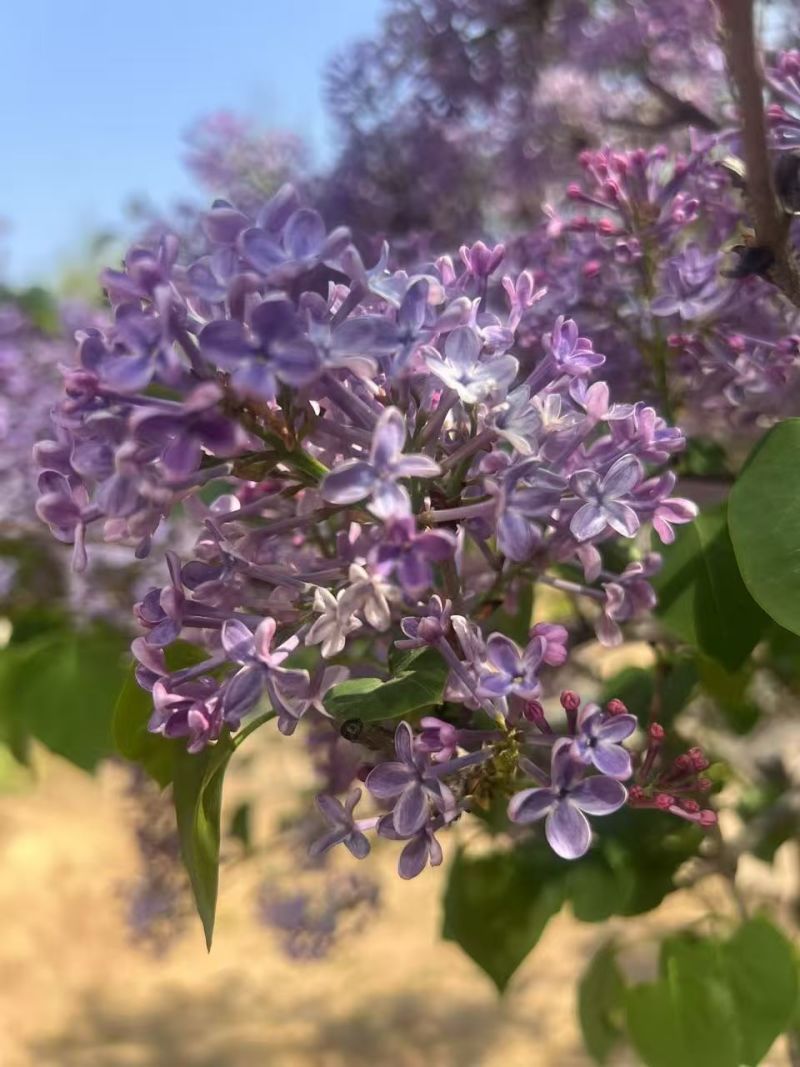 江苏丁香花规格齐全有高杆有丛生基地直发粗5-12公分