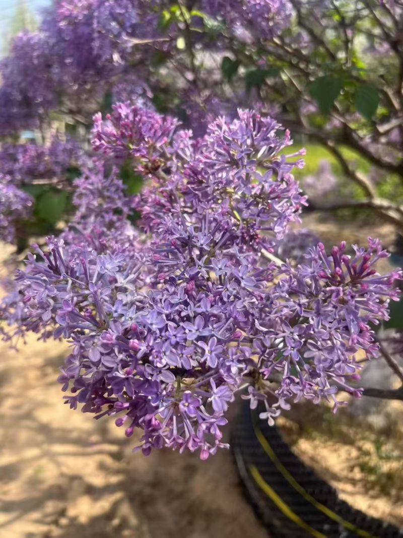 江苏丁香花规格齐全有高杆有丛生基地直发粗5-12公分