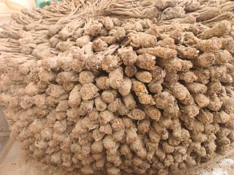 甘肃岷县当归/产区直发/货源充足/大量现货