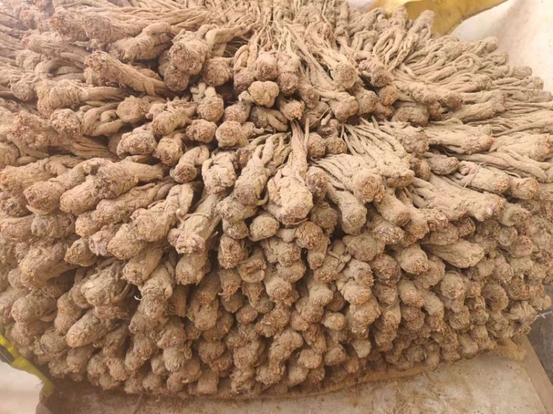 甘肃岷县当归/产区直发/货源充足/大量现货