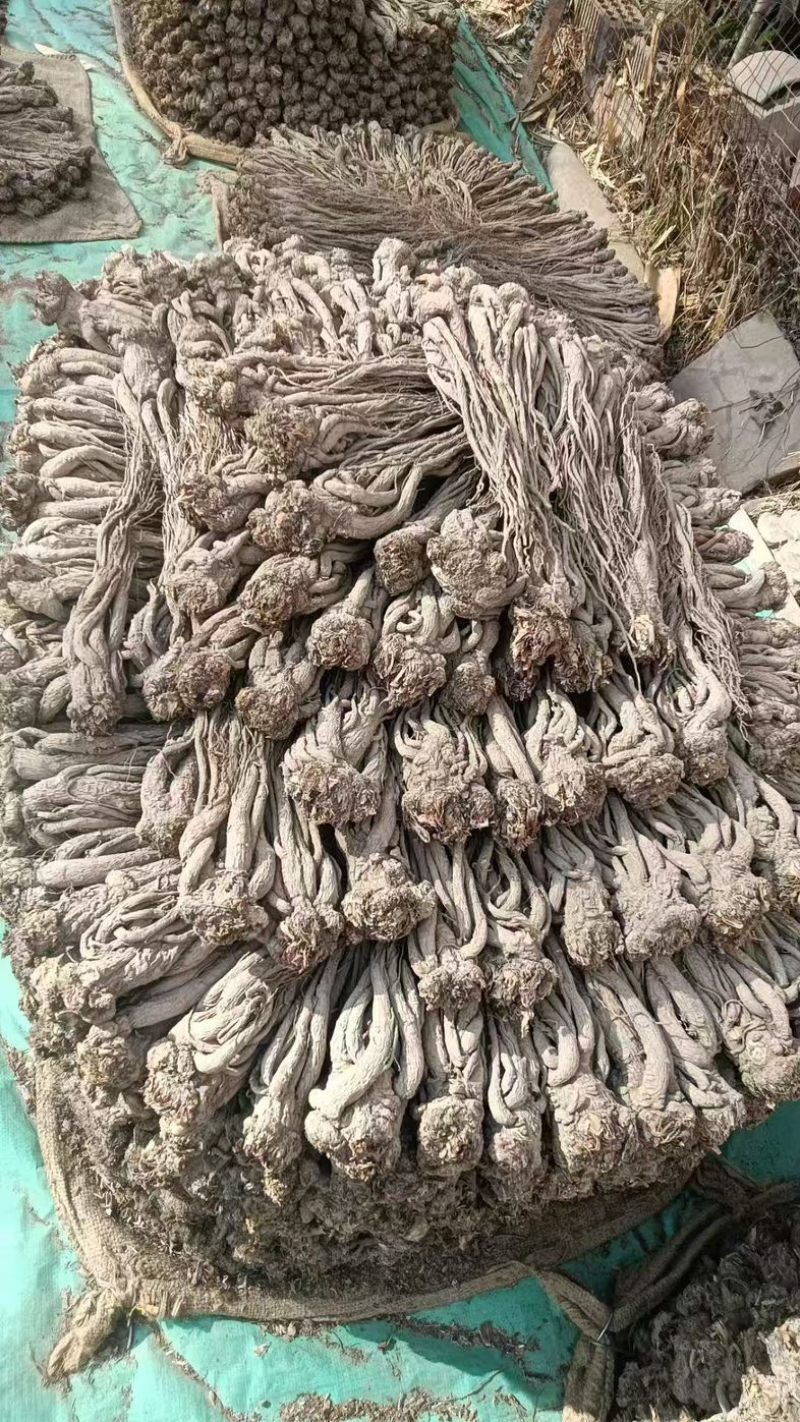 甘肃岷县当归/产区直发/货源充足/大量现货