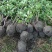 今日行情江苏法国冬青规格齐全苗圃直销高80-2.5米
