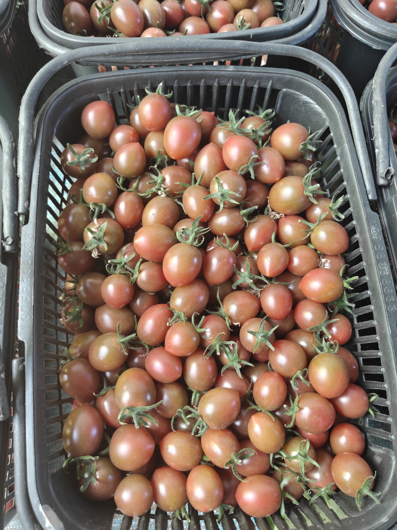 现采的新鲜小番茄，青霞66，红的，黄的，紫的多种颜色