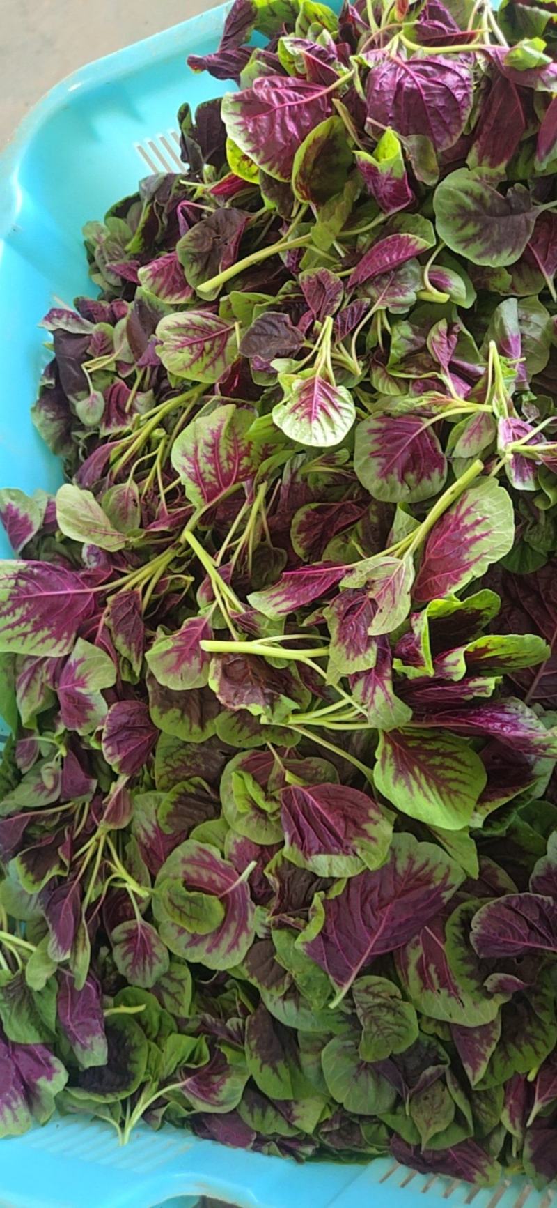 红米苋头，红米苋，苋菜头，苋菜。
