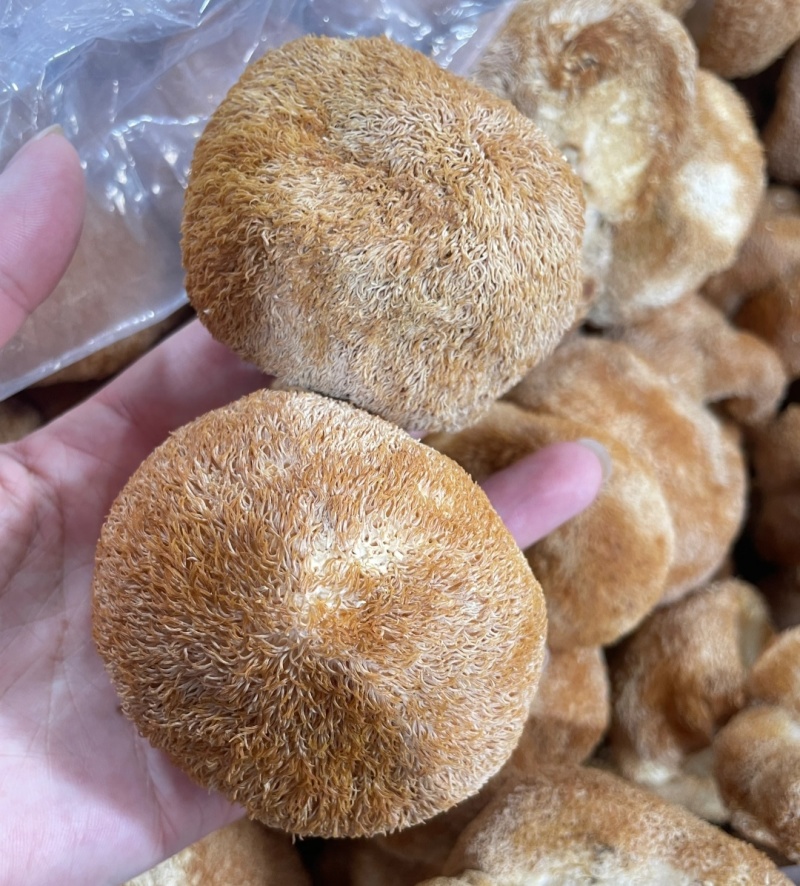 猴头菇干货无硫新货煲汤食材散装批发