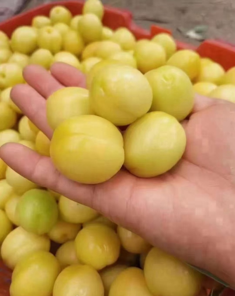 吐鲁番大白杏
