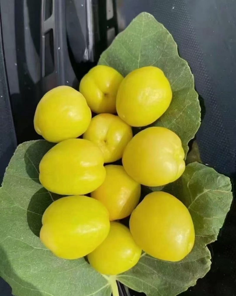 吐鲁番大白杏