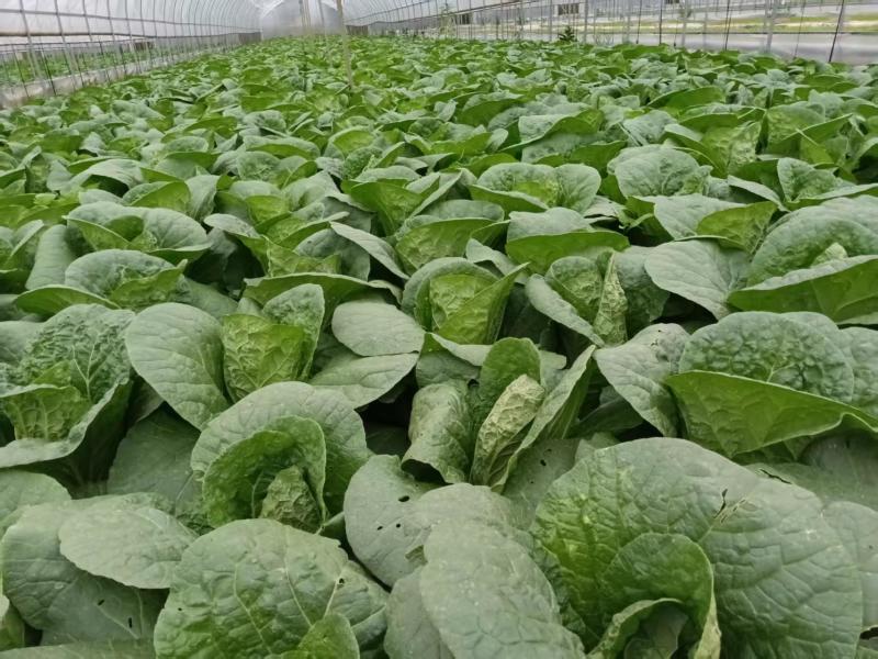 大娃娃菜新鲜大量上市味美甘甜价格优惠欢迎来电咨询