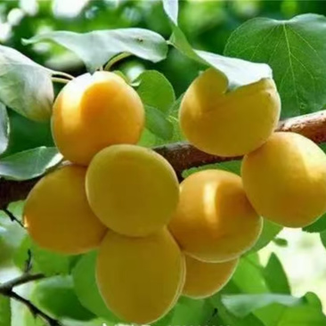 吐鲁番大白杏