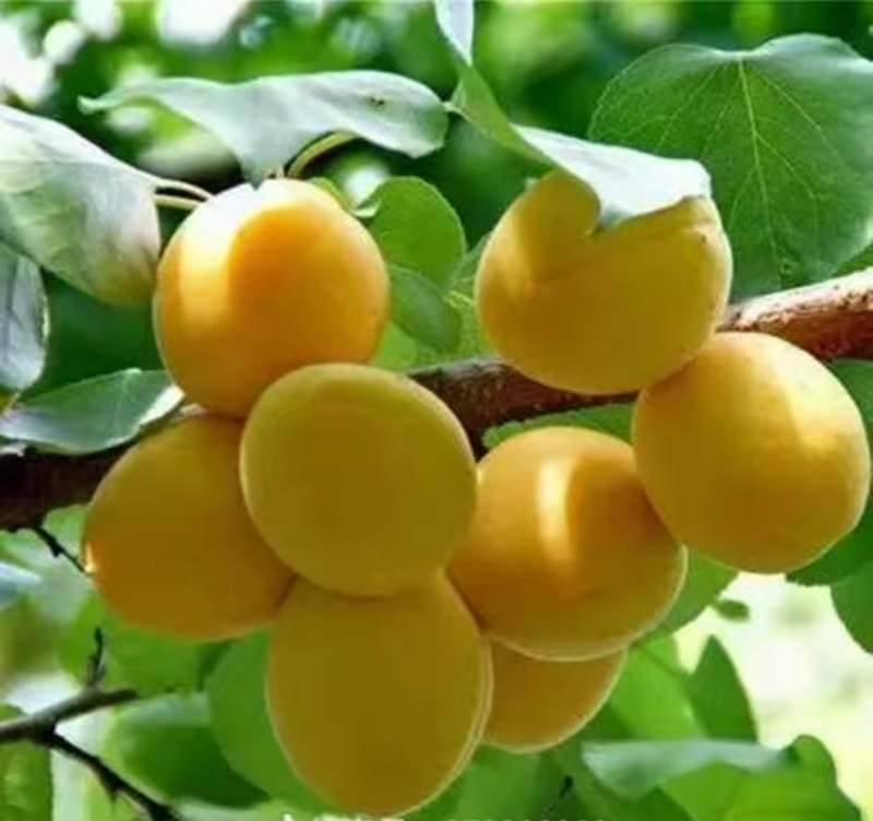 吐鲁番大白杏