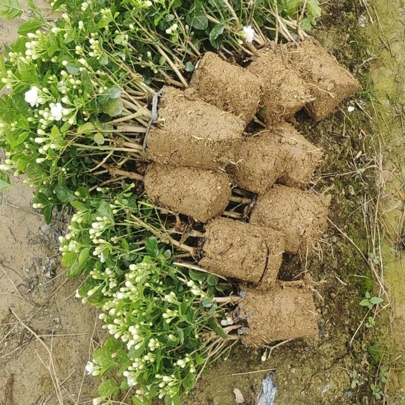茉莉花窝苗