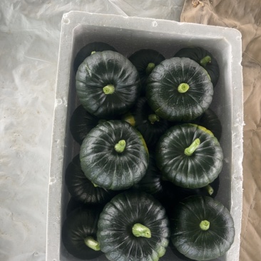 黑冠．贝贝