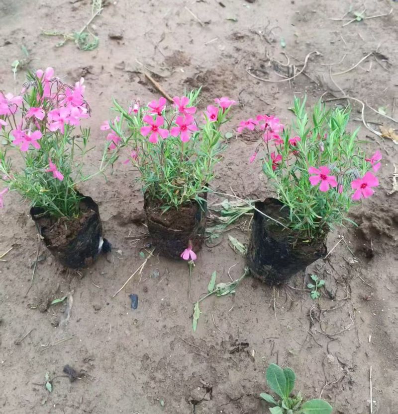 绿化苗木芝樱#基地批发#适合耐寒耐旱生命力顽强适合庭院