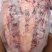 【牛龙骨】黄牛的龙骨！箱装大小段都有随机！带肉不多味道好
