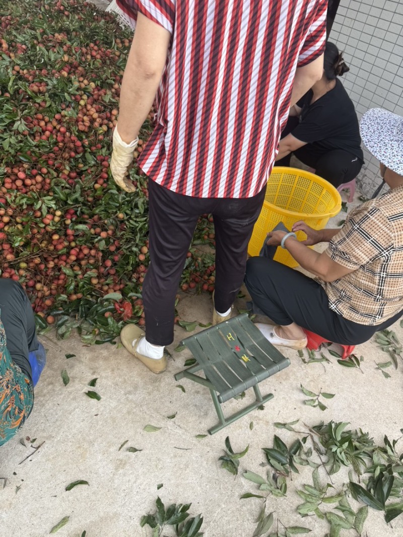 白糖婴荔枝