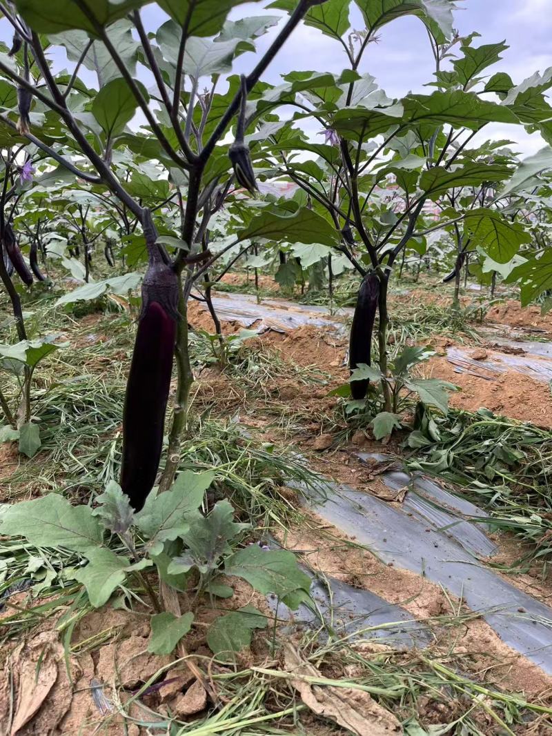 大量供应烧烤茄子香糯