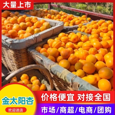 【热销】陕西精品金太阳杏大量上市对接各大电商平台