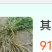 牛鞭草，马鞭草种节种植基地产地直发大量供应