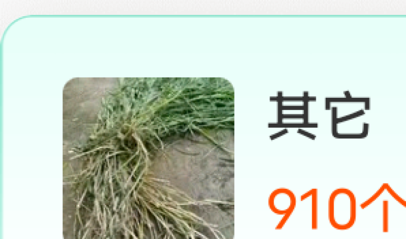 牛鞭草，马鞭草种节种植基地产地直发大量供应
