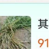 牛鞭草，马鞭草种节种植基地产地直发大量供应