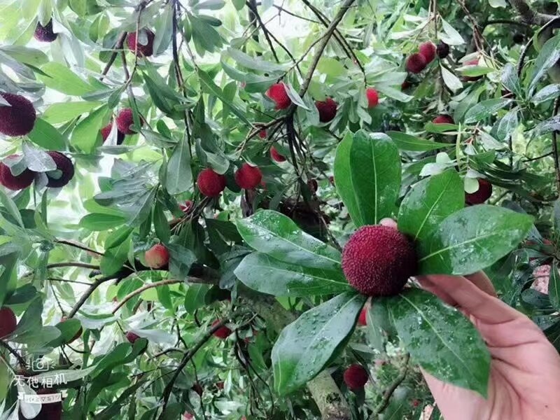 仙居杨梅产地直售