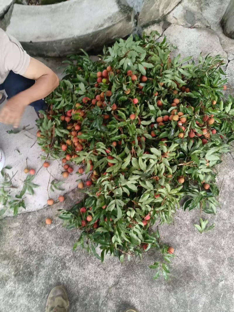 精品荔枝，新鲜采摘，纯甜爆汁，口感丰富，营养健康