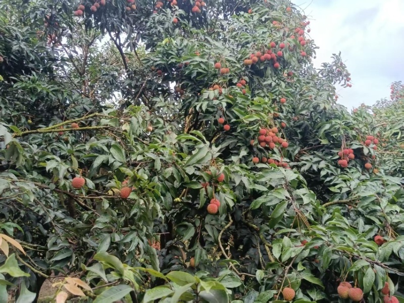精品荔枝，新鲜采摘，纯甜爆汁，口感丰富，营养健康