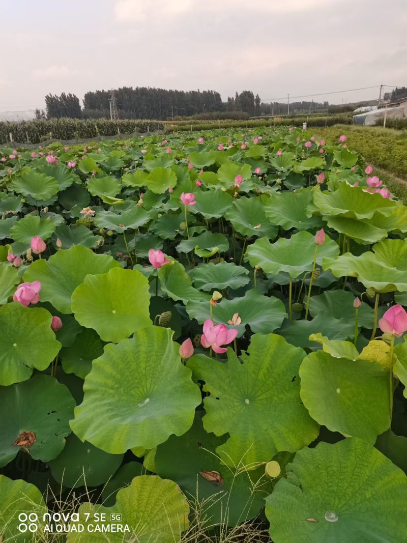 盆景荷花批发