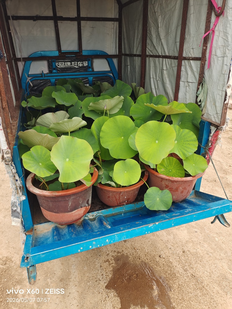 盆景荷花批发