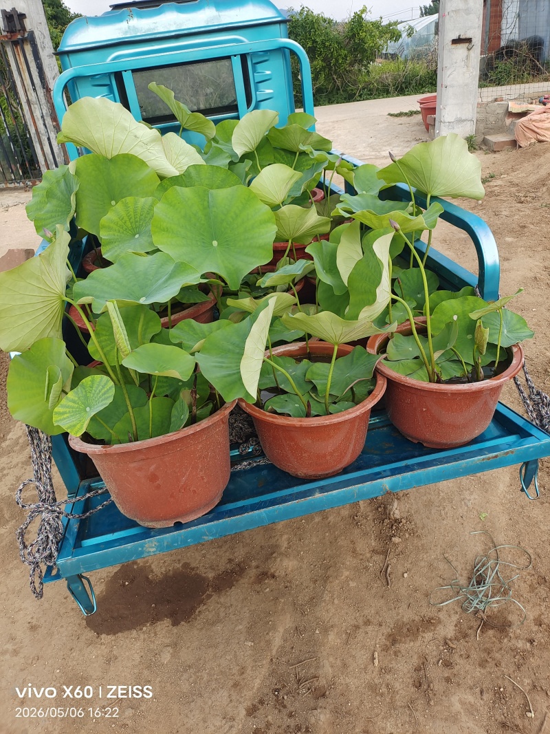 盆景荷花批发