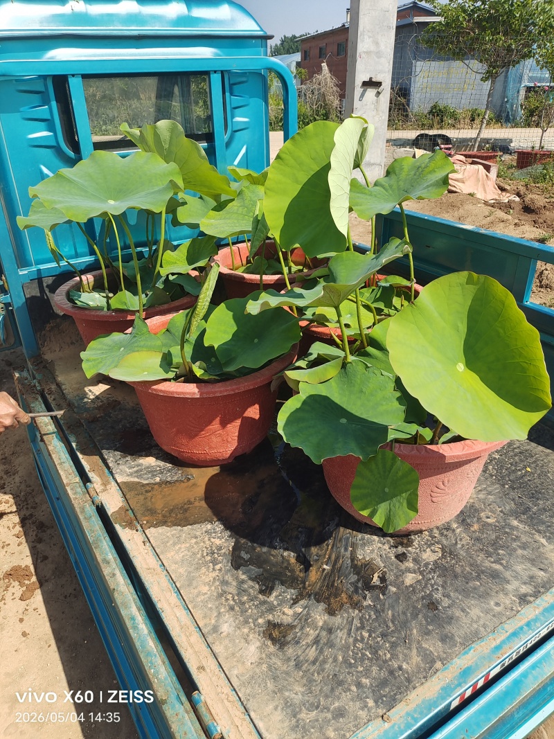 盆景荷花批发