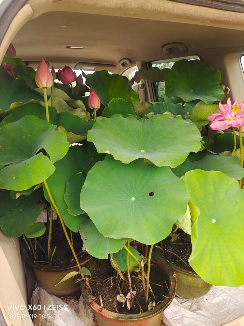 盆景荷花