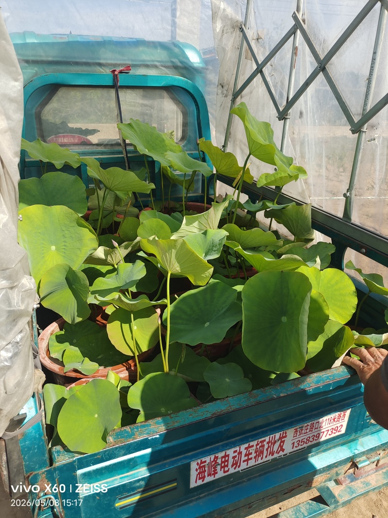 盆景荷花
