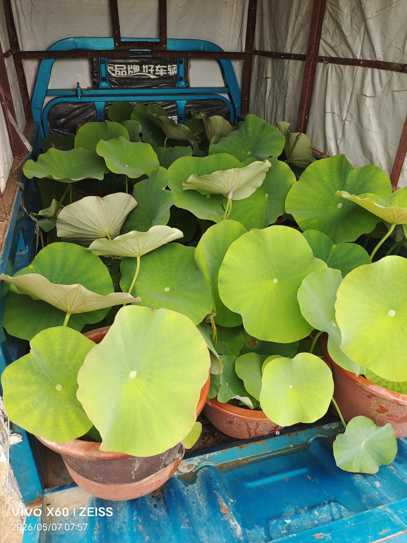 盆景荷花