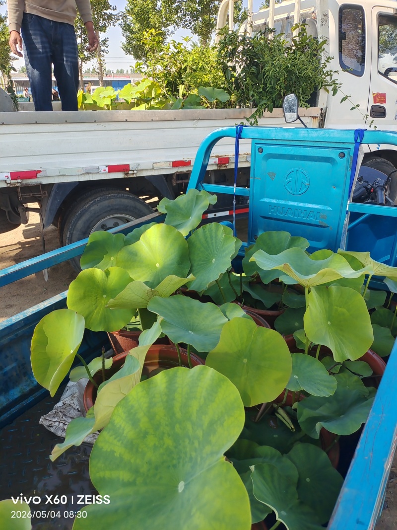 盆景荷花