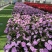 桑贝斯凤仙各种规格颜色品质保证基地直发