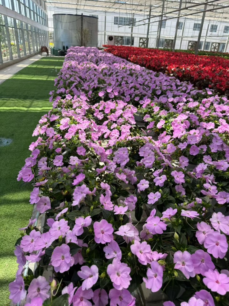 桑贝斯凤仙各种规格颜色品质保证基地直发