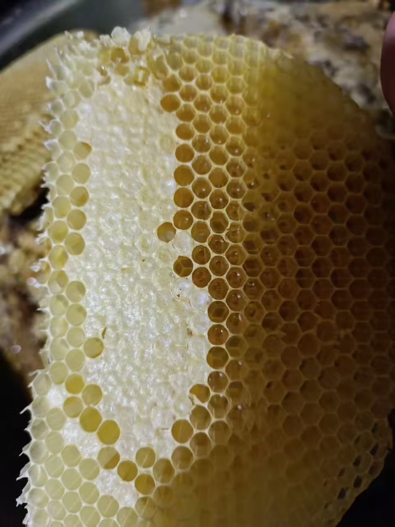 中蜂土蜂蜜保质保量货源充足量大从优欢迎订购
