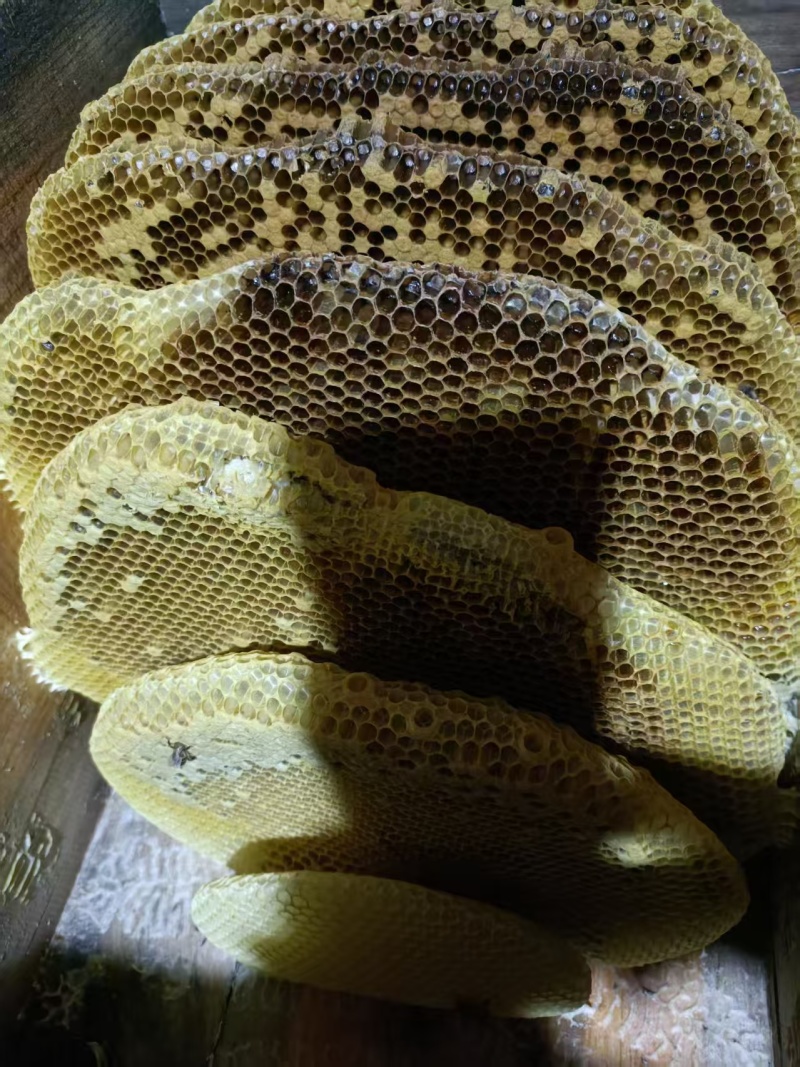 中蜂土蜂蜜保质保量货源充足量大从优欢迎订购