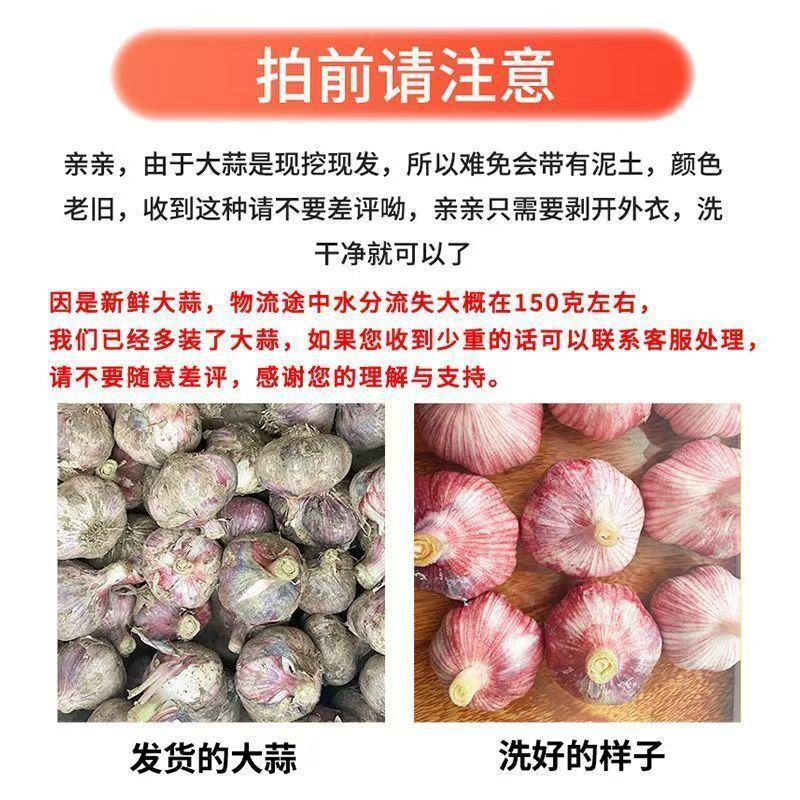 2026年江苏邳州泥蒜新大蒜鲜大蒜头大混级